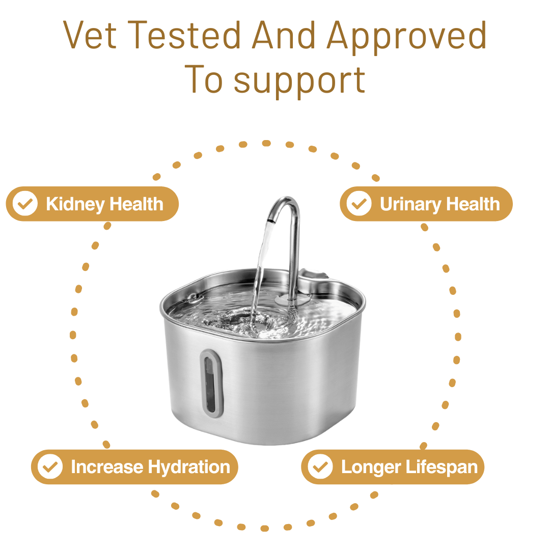 Give Your Cat Years More Healthy Life With Mondou
