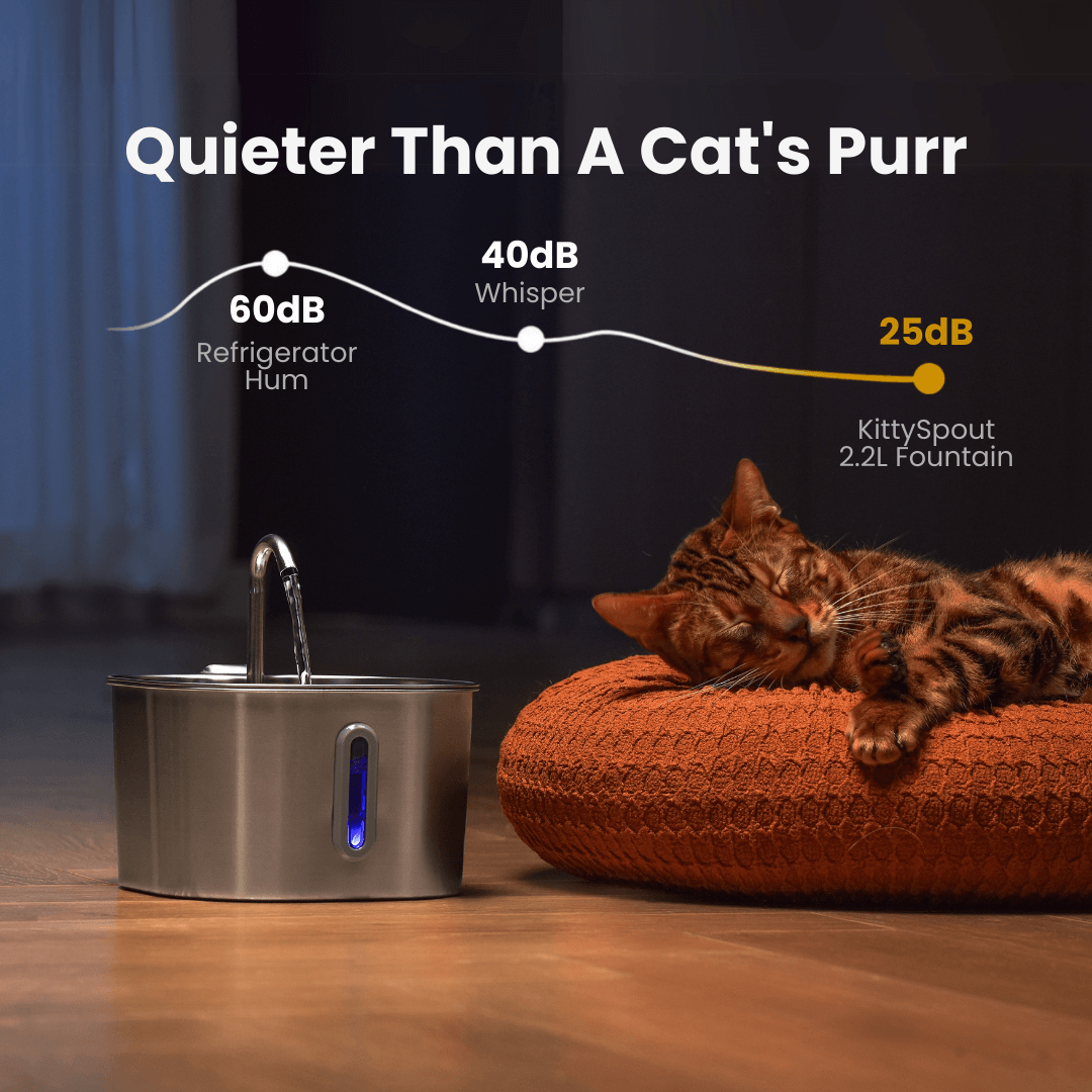 Give Your Cat Years More Healthy Life With Mondou