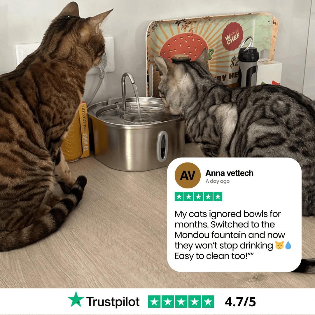 Give Your Cat Years More Healthy Life With Mondou