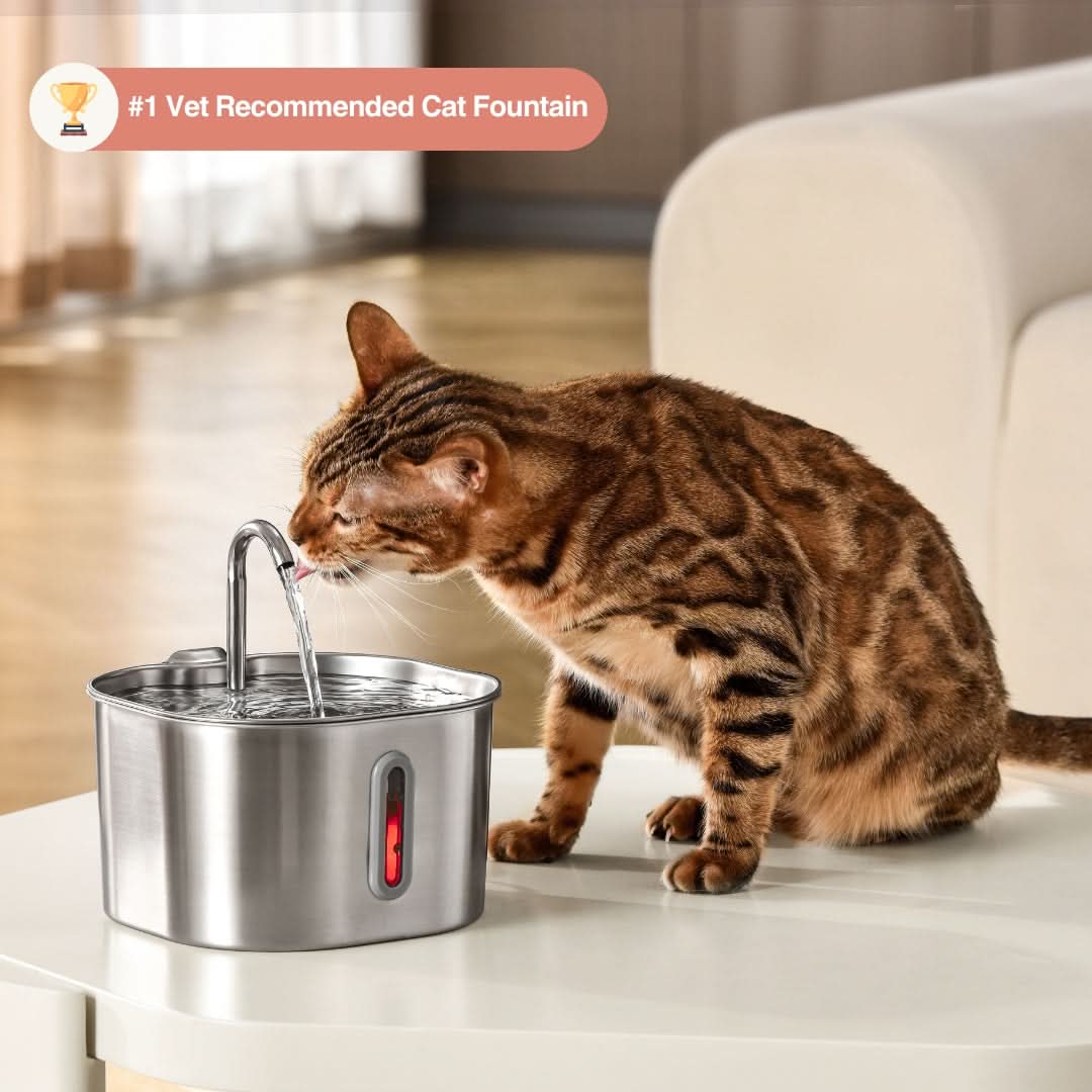Give Your Cat Years More Healthy Life With Mondou