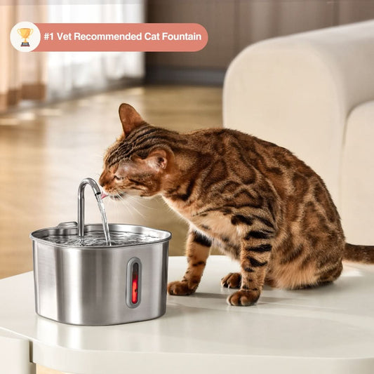Give Your Cat Years More Healthy Life With Mondou